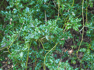 Image showing Holly plant