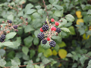 Image showing Blackberry fruits