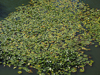 Image showing Water lily flower