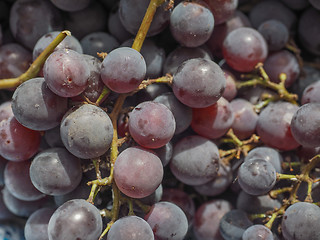 Image showing Red grape fruits