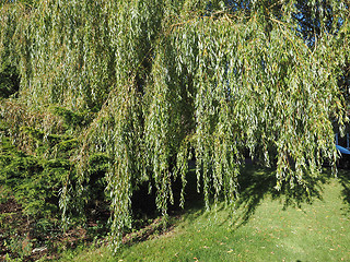 Image showing Weeping Willow tree