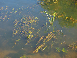 Image showing Green water plants