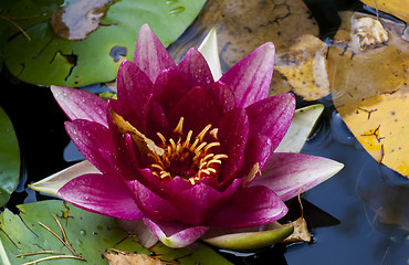 Image showing red water lily