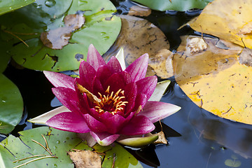 Image showing water lily