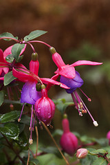 Image showing fuschia with waterdrops