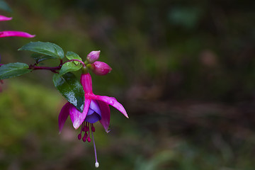 Image showing fuschia