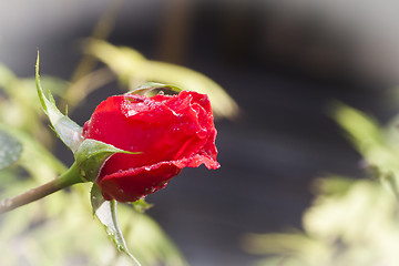 Image showing red rose