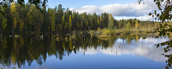 Image showing Panorama of beautiful forest swamp