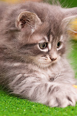 Image showing Gray kitten