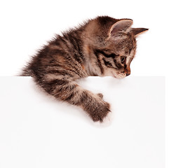 Image showing Kitten with blank