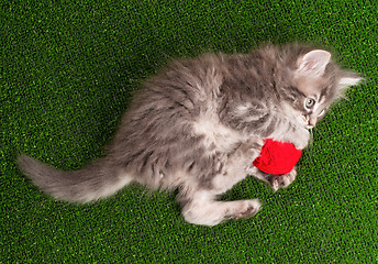 Image showing Kitten with red clew