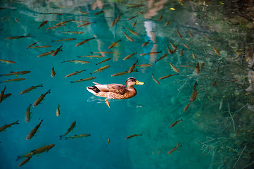 Image showing Duck and fishes in water of Plitvice Lakes, Croatia