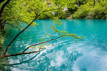 Image showing Clear water of Plitvice Lakes, Croatia