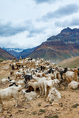 Image showing Mountain goats, Spiti Valley