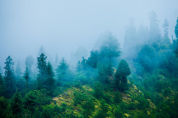 Image showing Fog in the morning forest