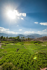 Image showing Agricultural field Spiti Valley, Himachal Pradesh, India