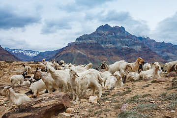 Image showing Mountain goats, Spiti Valley