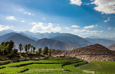 Image showing Agricultural field Spiti Valley, Himachal Pradesh, India