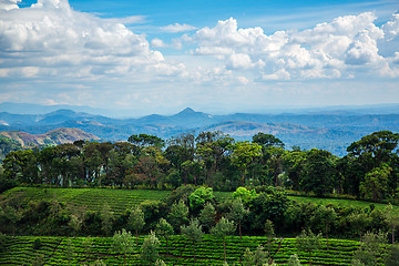 Image showing Tea plantations in India