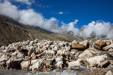 Image showing Mountain goats, Spiti Valley