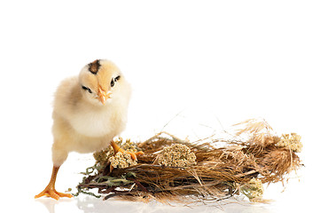 Image showing Newborn chick