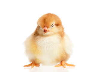 Image showing Chicken