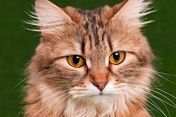 Image showing Portrait of cat