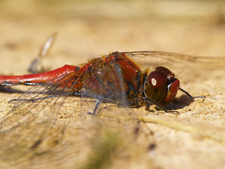 Image showing red dragonfly