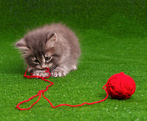 Image showing Cute kitten