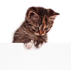 Image showing Cute kitten