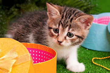 Image showing Cute kitten