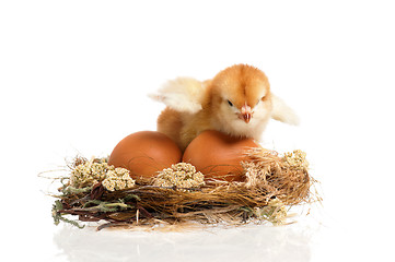 Image showing Chicken in nest