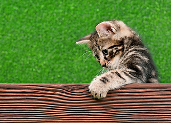 Image showing Cute kitten