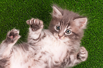 Image showing Cute kitten