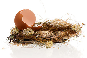 Image showing Eggs in nest