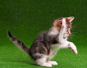 Image showing Cute kitten