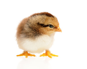 Image showing Newborn chick