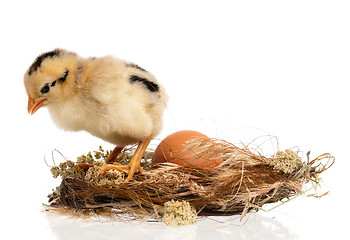 Image showing Newborn chick