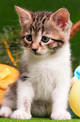 Image showing Cute kitten