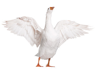 Image showing Domestic goose