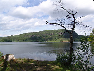 Image showing Lake and tree