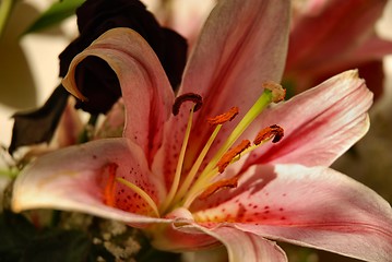 Image showing Lilium