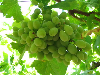 Image showing grapes