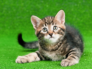 Image showing Cute kitten