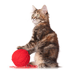 Image showing Kitten playing