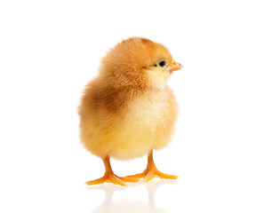 Image showing Little chick