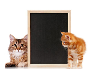 Image showing Cat with blackboard