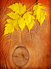 Image showing Yellow leaves on the wooden table