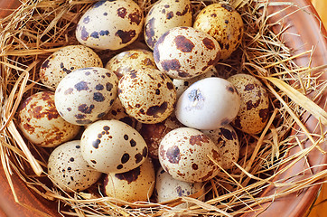 Image showing raw guail eggs