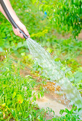 Image showing Working watering garden from hose